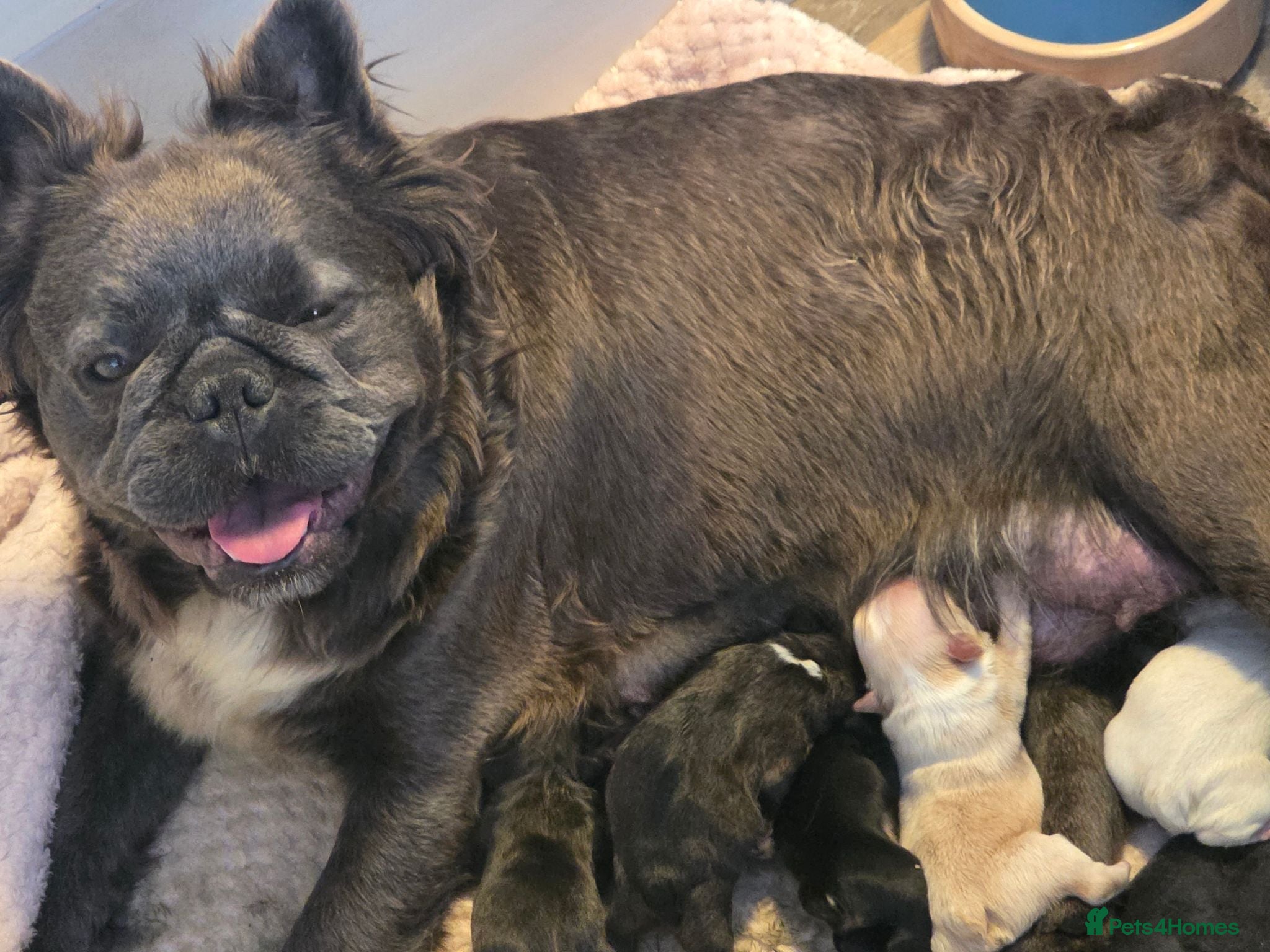 French Bulldog dogs French bulldog puppies - Advert 18