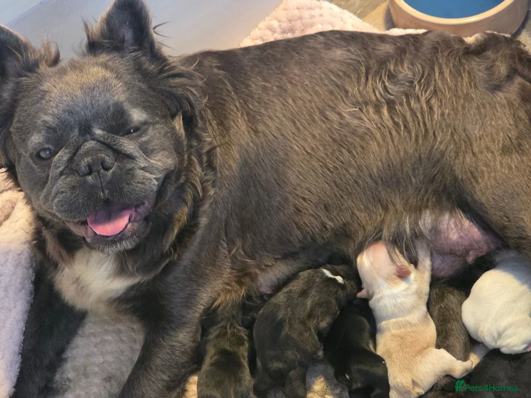 French Bulldog dogs for sale: French bulldog puppues in Willenhall - Advert 4
