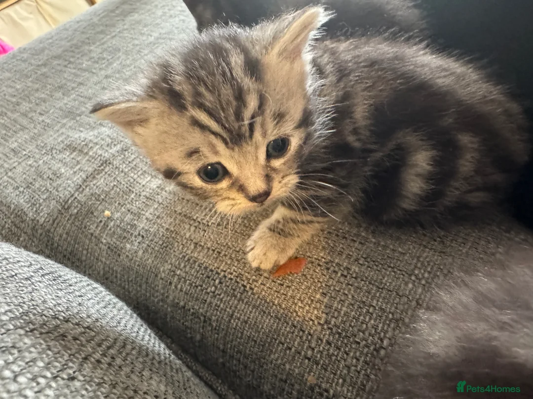 Mixed Breed cats for sale: 2 female 1 male kitten for sale - Advert 7