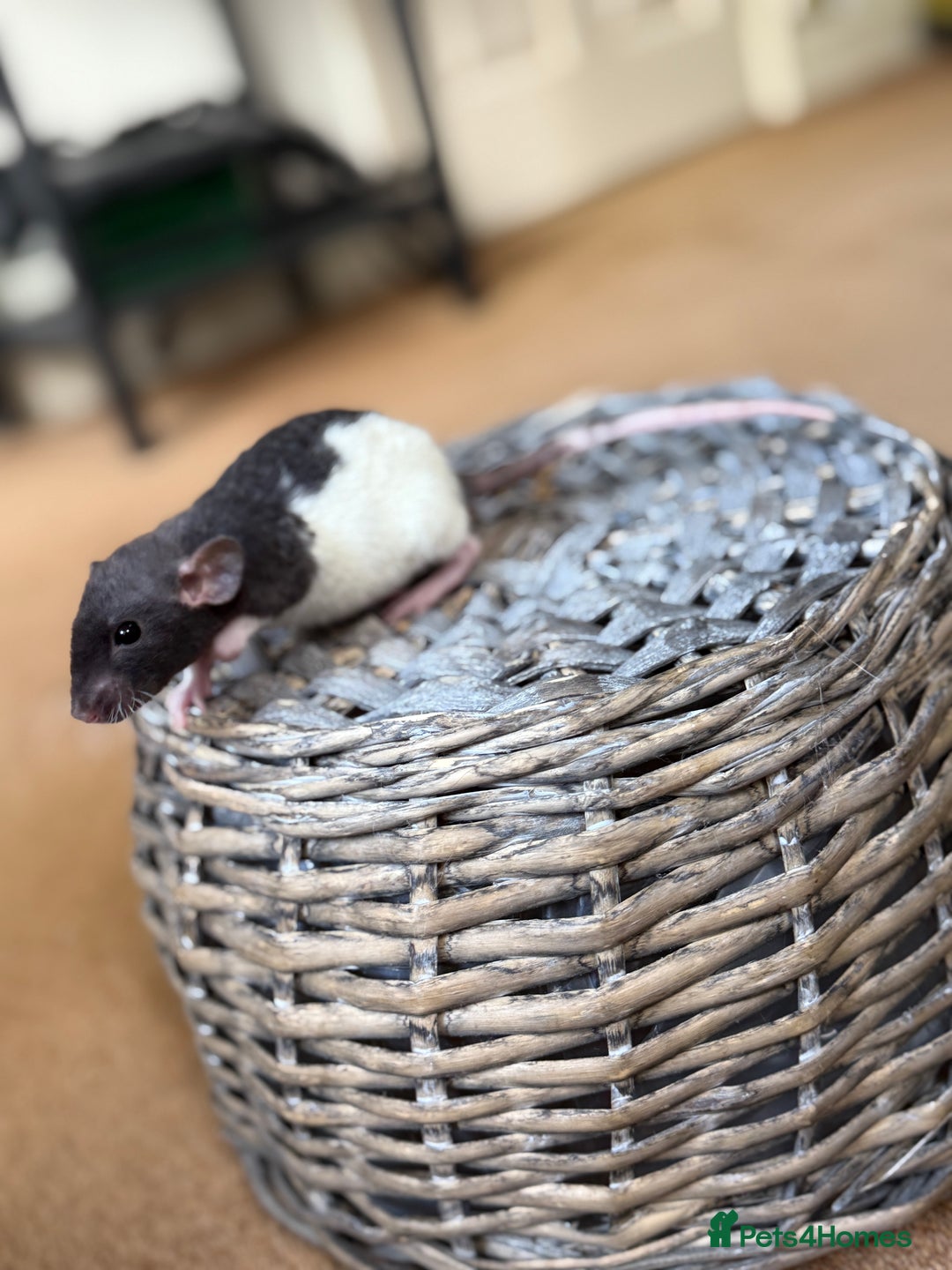 Rat rodents for sale: Ready to leave. Dumbo. Rex. Siamese.  - Image 9