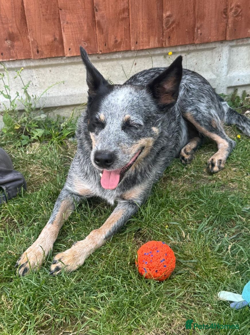 Australian Cattle Dog dogs 2 Beautiful Australian Cattle Dogs(1Male/1 Female) - Advert 1