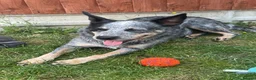 Australian Cattle Dog dogs for sale: 2 Beautiful Australian Cattle Dogs(1Male/1 Female) in Harlow - Advert 1