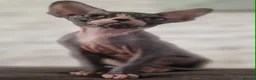 Sphynx cats for sale: Stunning Sphynx Kittens – Ready Now🩷🩵 - Advert 4