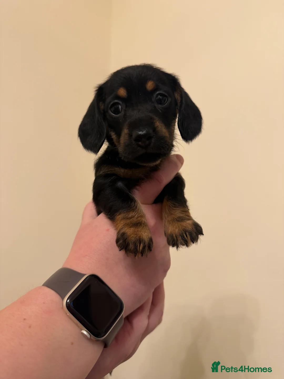 Miniature Dachshund dogs for sale: Miniature Dachshunds  - Advert 6