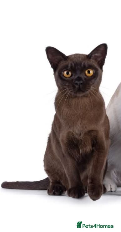 Burmese cats Beautiful playful Burmese kittens  - Advert 2