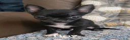 Chihuahua dogs for sale: Gorgeous Kc reg chihuahuas in Blackpool - Advert 5