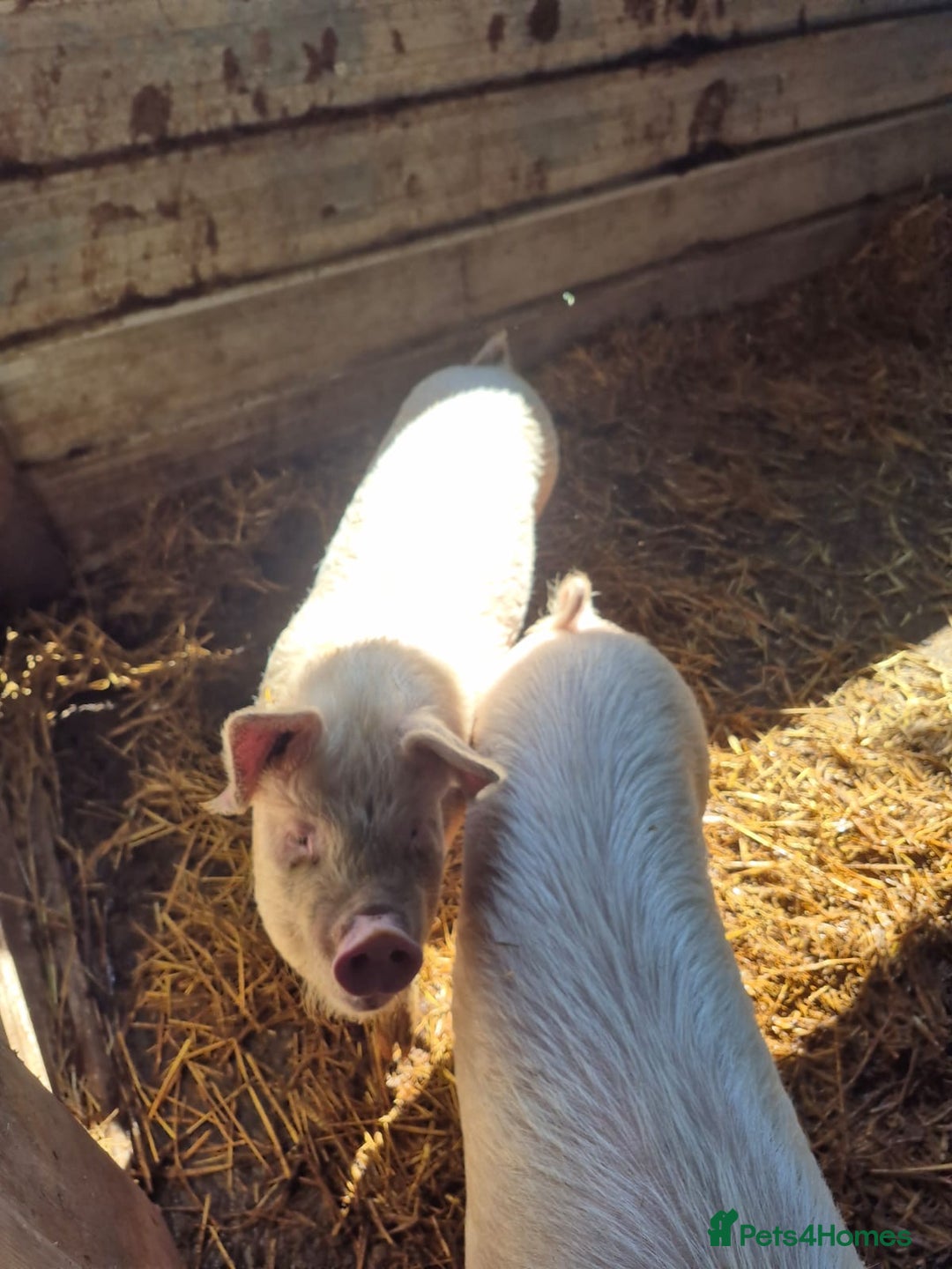 Pig livestock for sale: 3 Oxford Sandy and Black, Middle White Gilts Pigs - Image 2