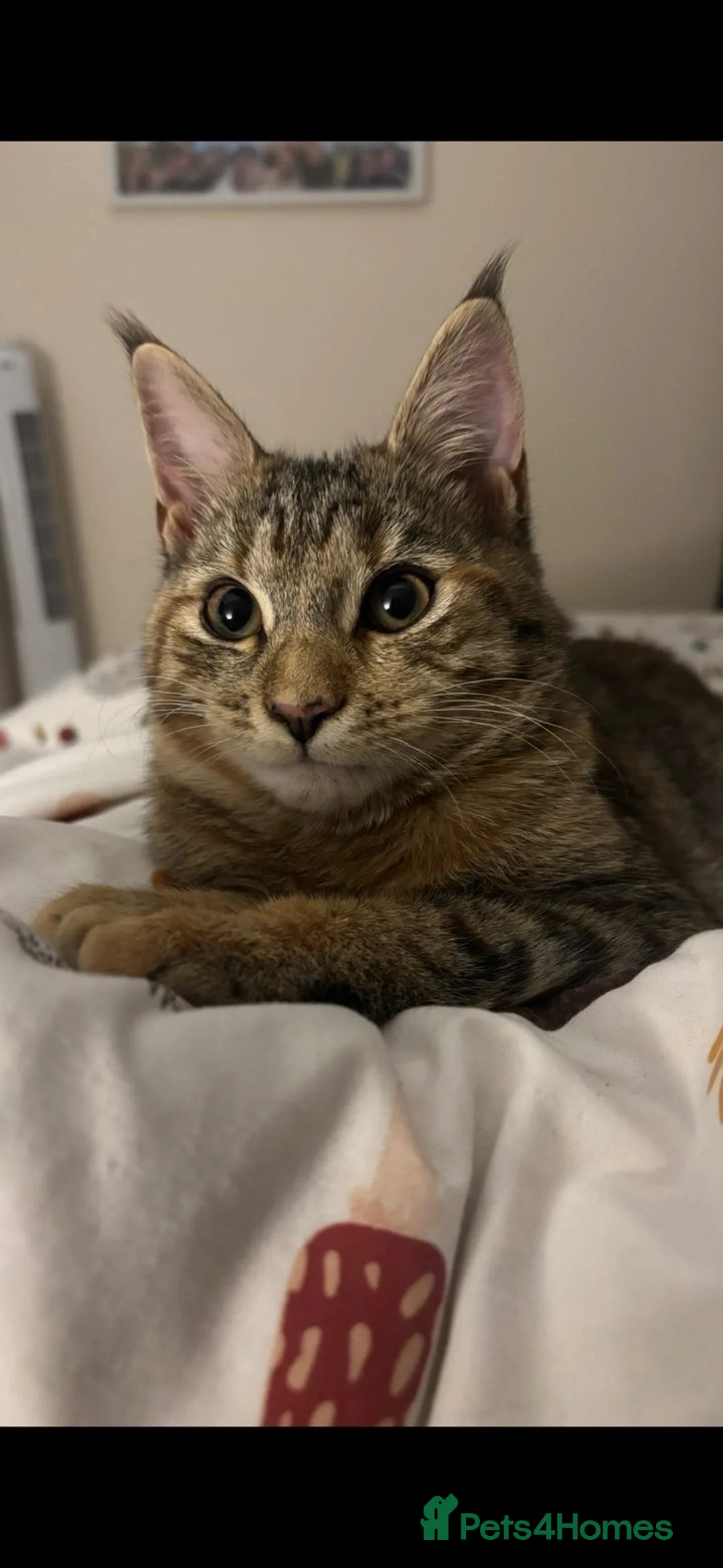 Maine Coon cats for sale: Half Maine coon half tabby - Advert 8