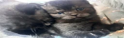 Mixed Breed cats for sale: 6 Kittens for forever homes - see description  - Advert 8
