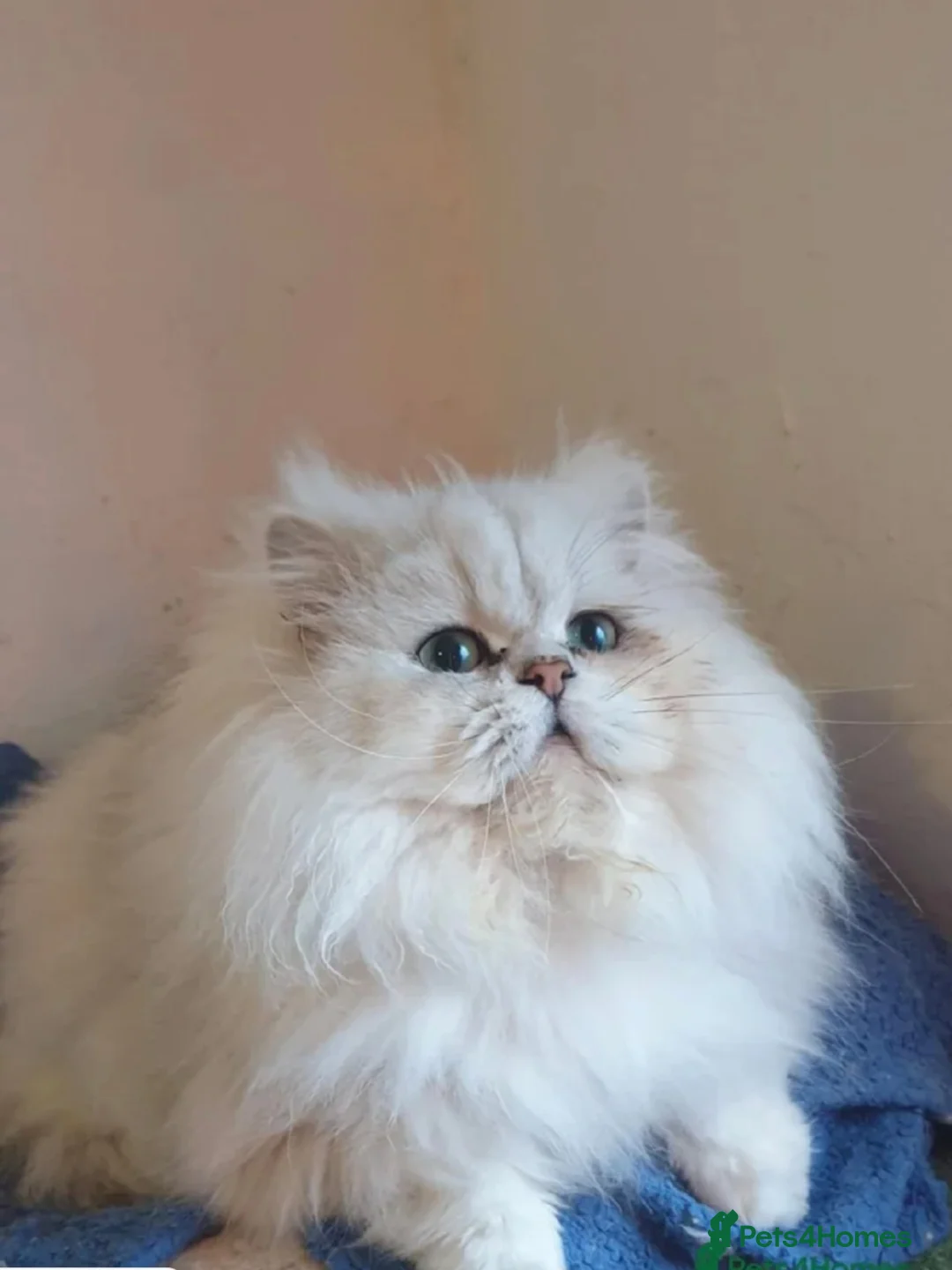 Persian cats for stud: ❤️PKD Clear Pedigree Chinchilla Persian Stud❤️ - Advert 5