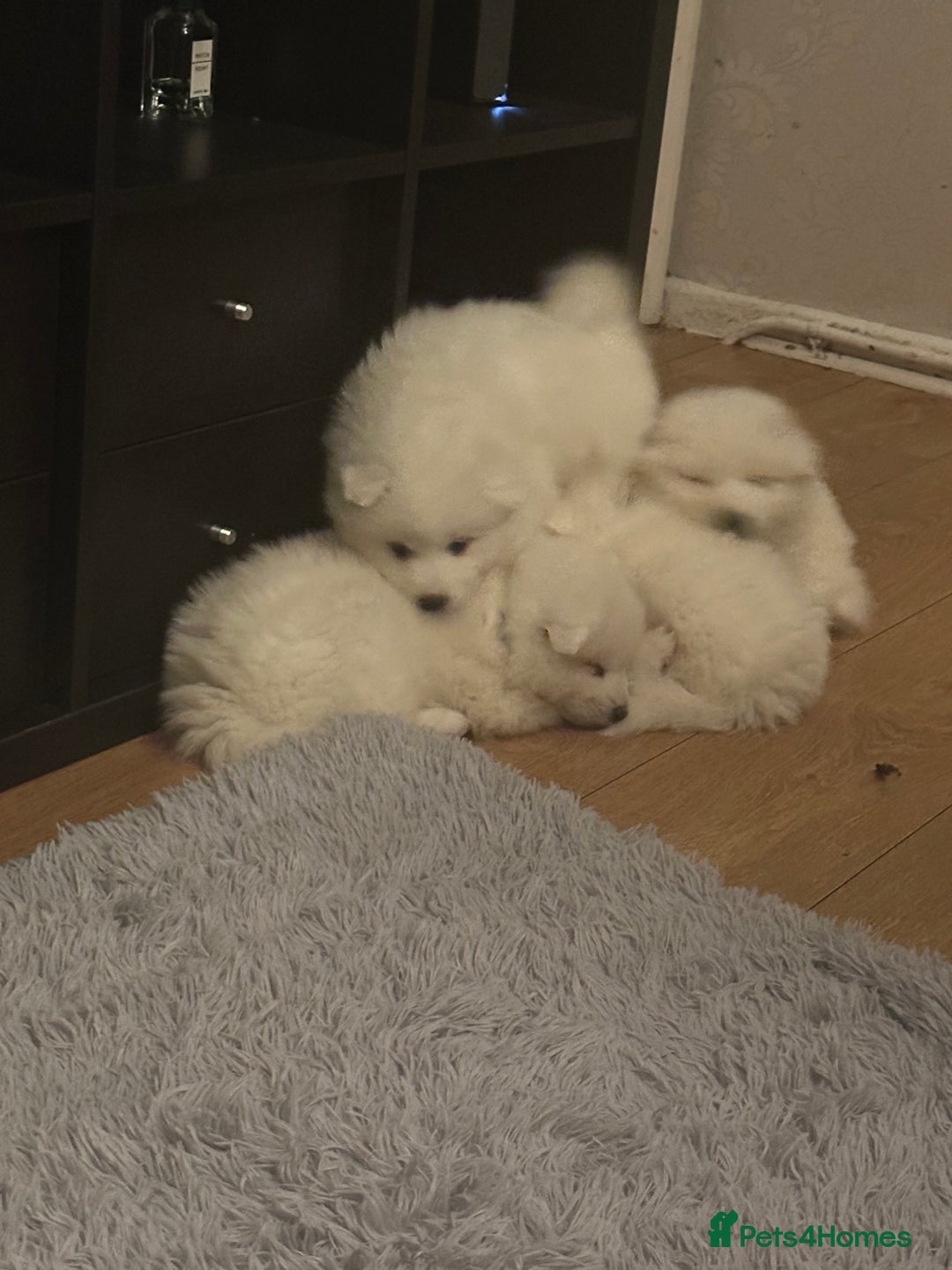 Samoyed dogs for sale: Adorable 6 Samoyed Puppies Waiting Forever Homes - Advert 4