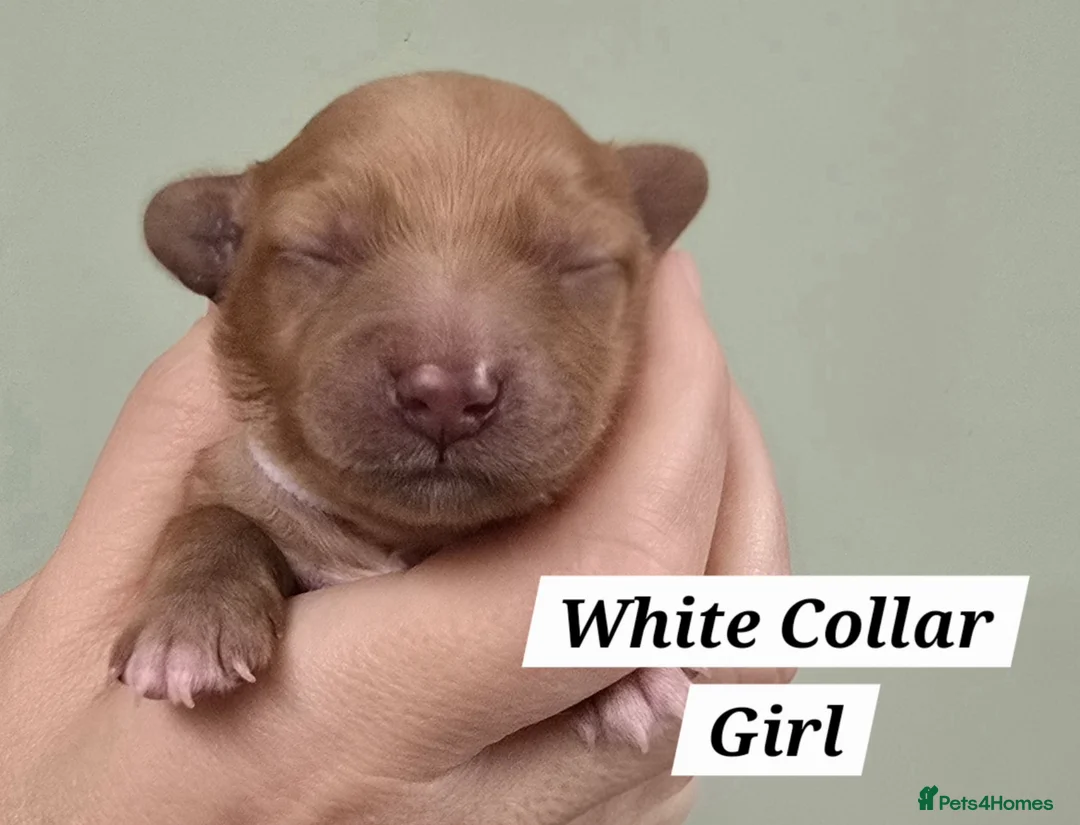 Cavachon dogs for sale: F1 Cavapoochons for sale! - Advert 9