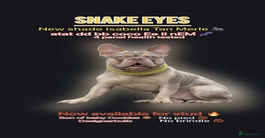 French Bulldog dogs Adorable Puppies looking for their forever home - Advert 6