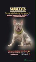 French Bulldog dogs Adorable Puppies looking for their forever home - Advert 6