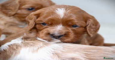 Cavapoo dogs - Advert 3