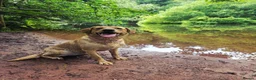 Labrador Retriever dogs for sale: Beautiful Labrador - Advert 10