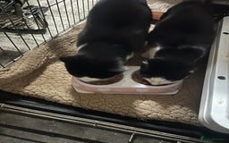 Mixed Breed cats for sale: 1 Male & 1 female cats looking for loving homes. - Image 1