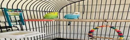 Budgerigars birds for sale: Budgies & Cage. Adult Budgie Pair for Sale - Advert 4