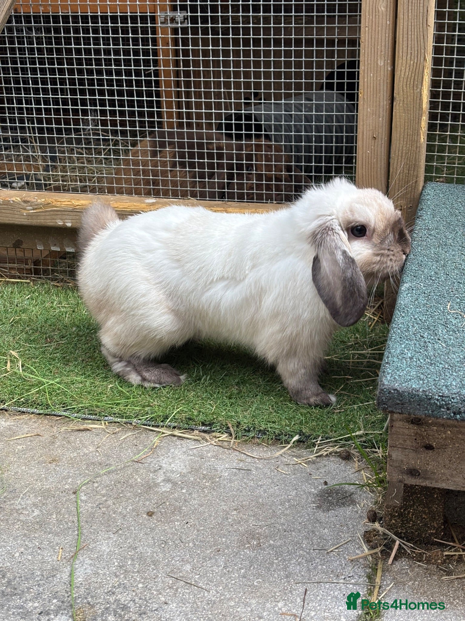 Mini Lop rabbits Seal Point Mini Lop - Read advert in full - Advert 2