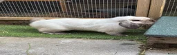 Mini Lop rabbits for sale: Seal Point Mini Lop - Read advert in full - Advert 2