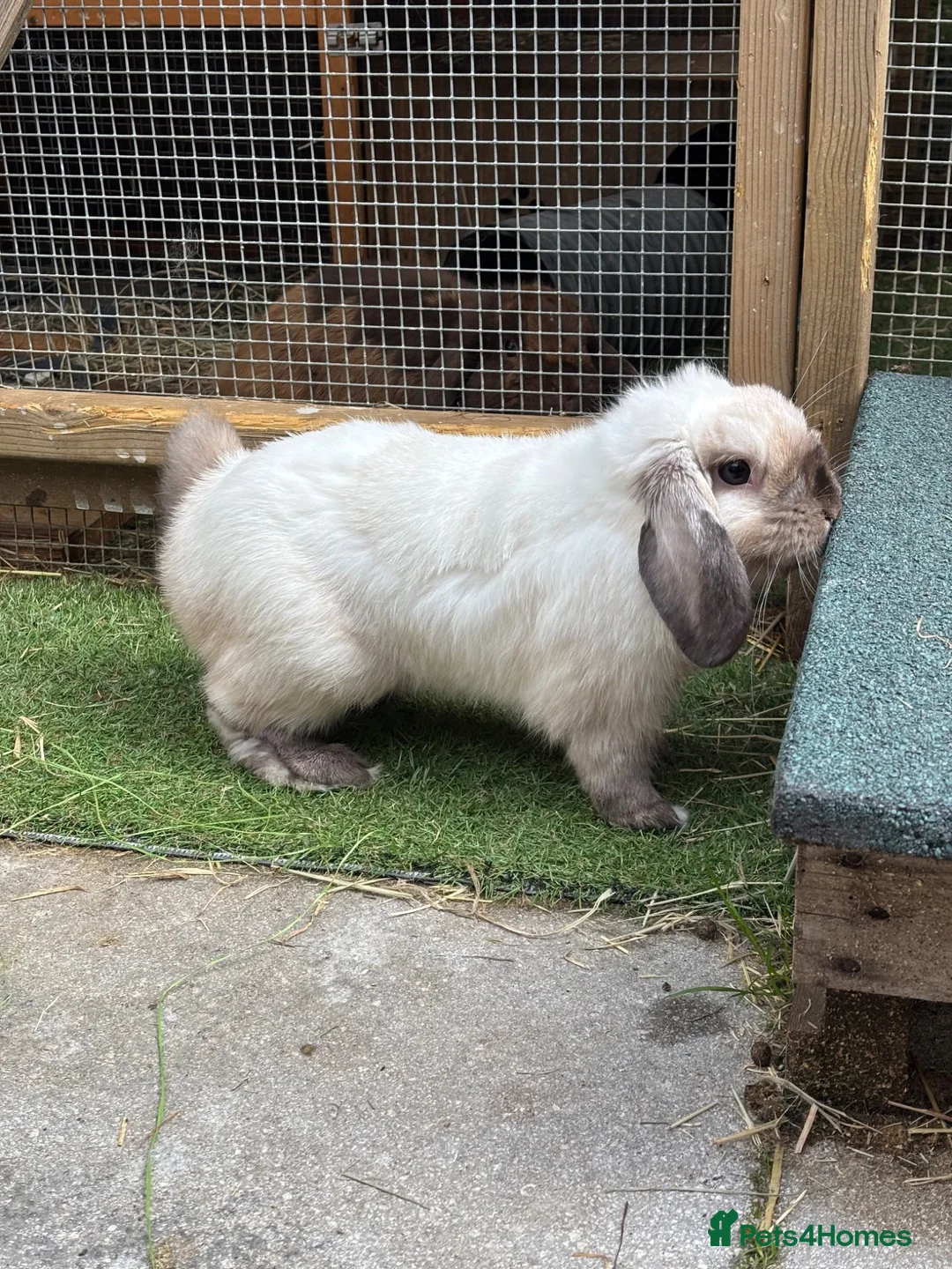 Mini Lop rabbits for sale: Seal Point Mini Lop - Read advert in full - Advert 2