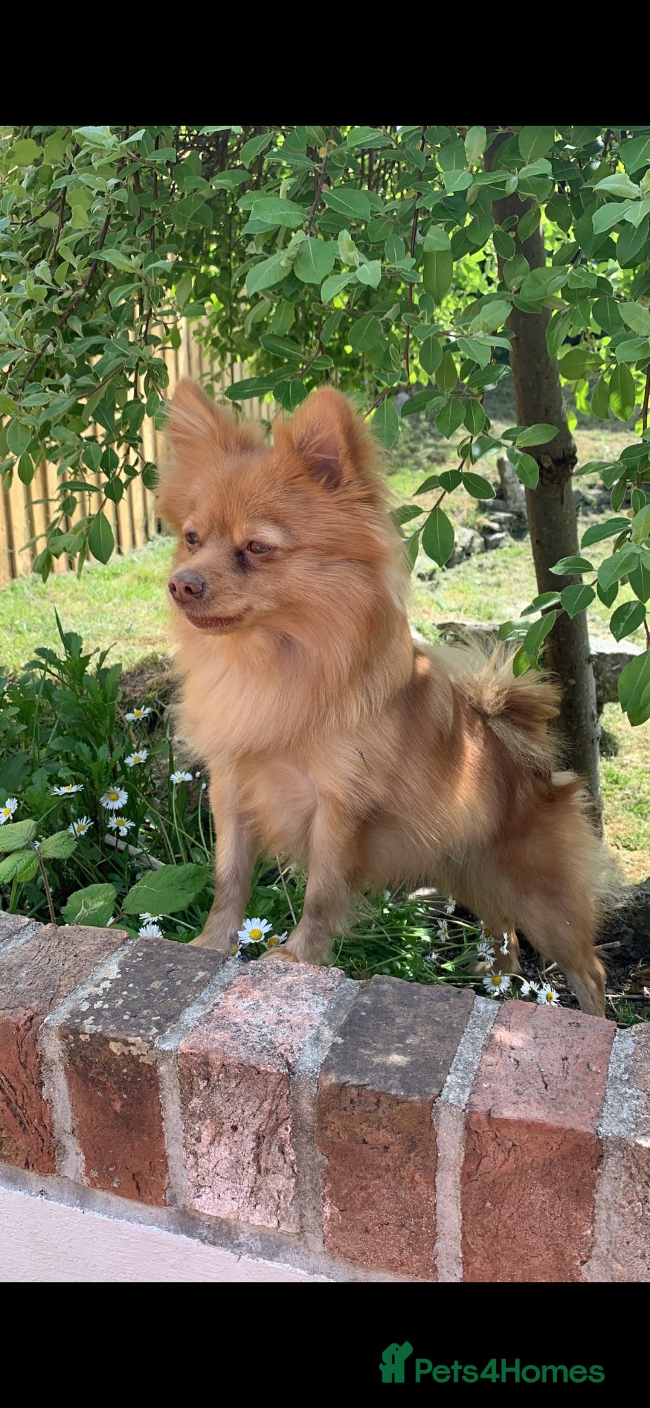 Pomeranian dogs Teddy bear Pomeranian puppies  - Advert 2