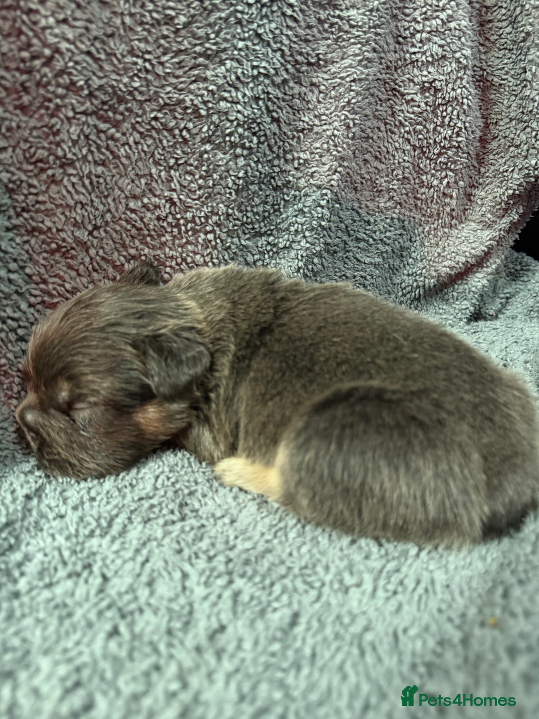 French Bulldog dogs for sale: Lilac & tan fluffies/ **  - Advert 17