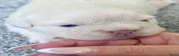 French Bulldog dogs for sale: RARE FLUFFY FRENCHIE PUPPIES!! - Advert 13
