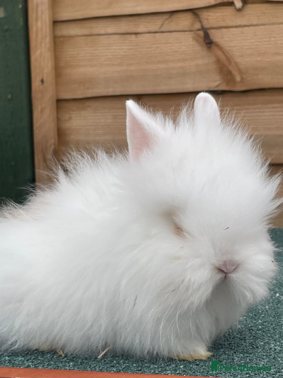 Lionhead rabbits for sale: 2 male left. 6 females  - Image 23