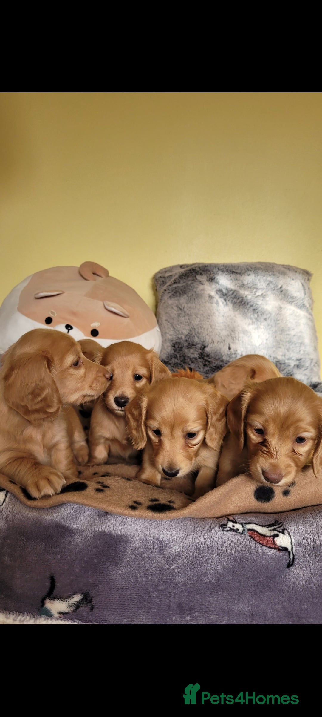 Dachshund dogs for sale: Long Haired KC Miniature Dachshund - Advert 3