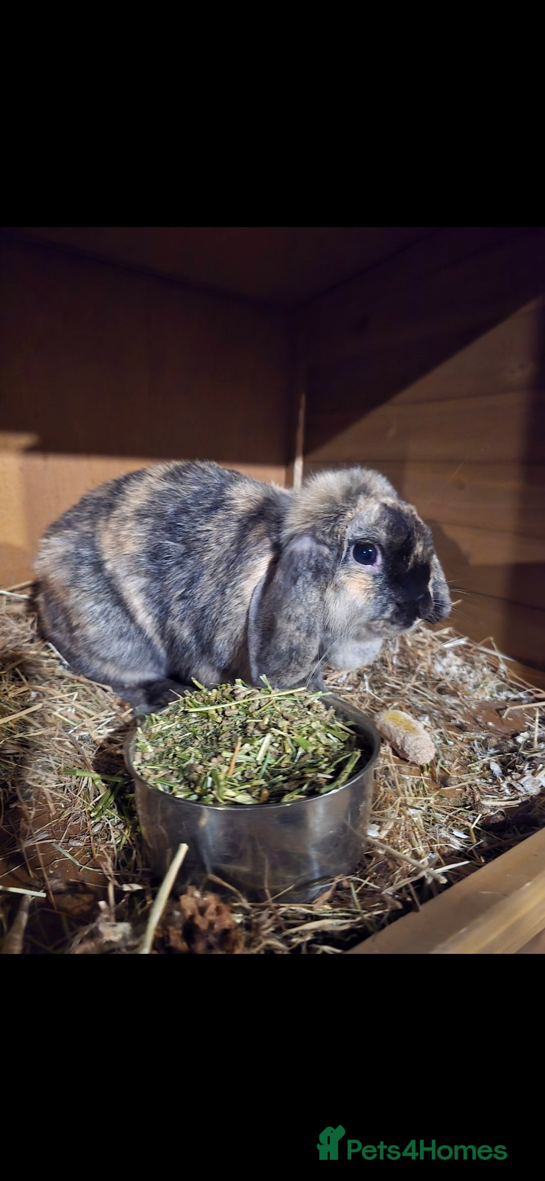 Mini Lop rabbits for sale: Black Harliquin Mini Lop Doe - Advert 2