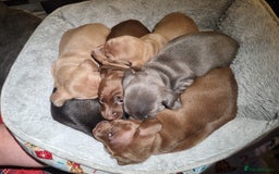 Miniature Dachshund dogs for sale: Beautiful miniature dachshunds for sale  - Image 8