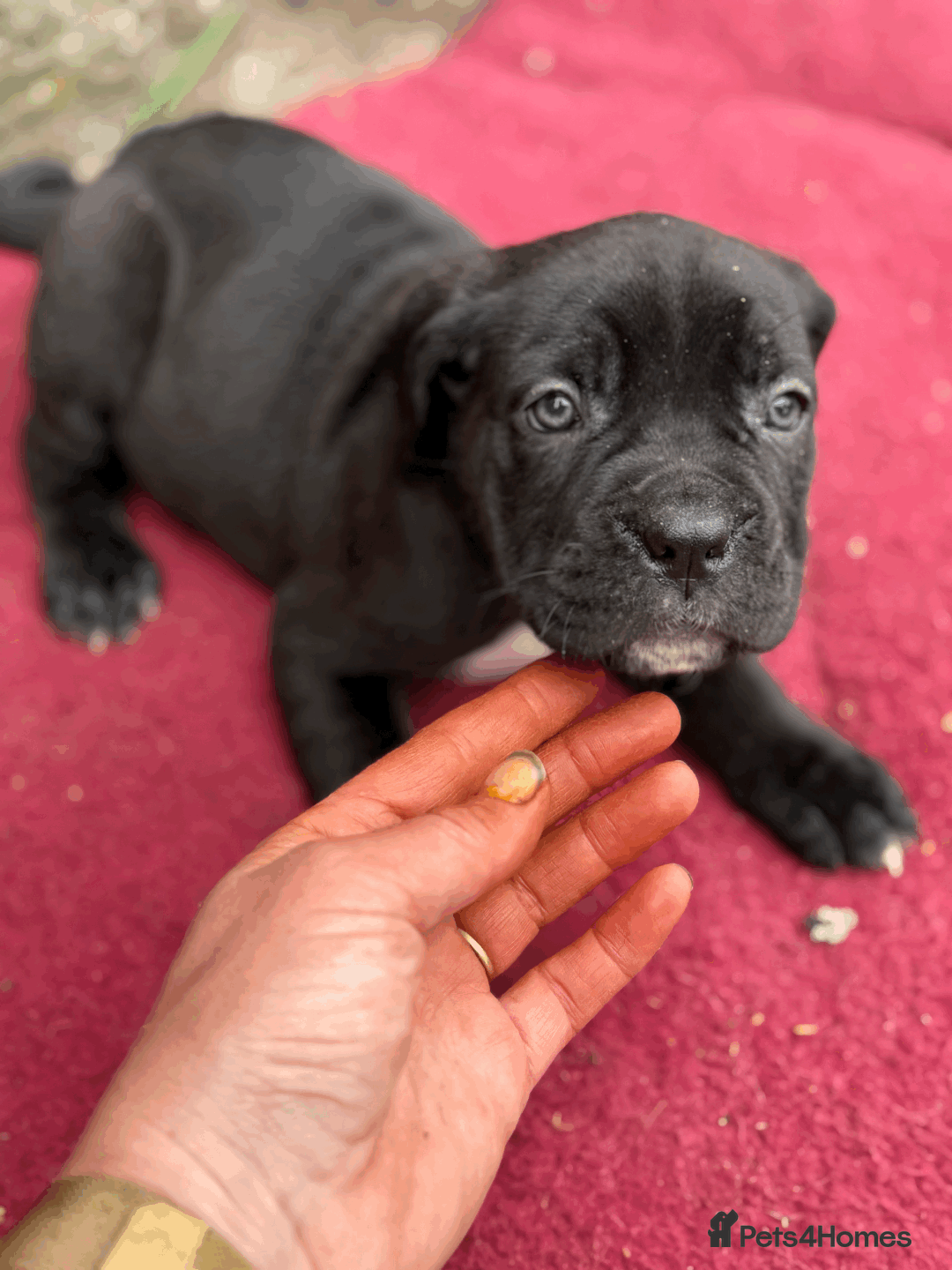 Cane Corso dogs for sale: 9 Beautiful Cane Corso Puppies for sale  - Image 4