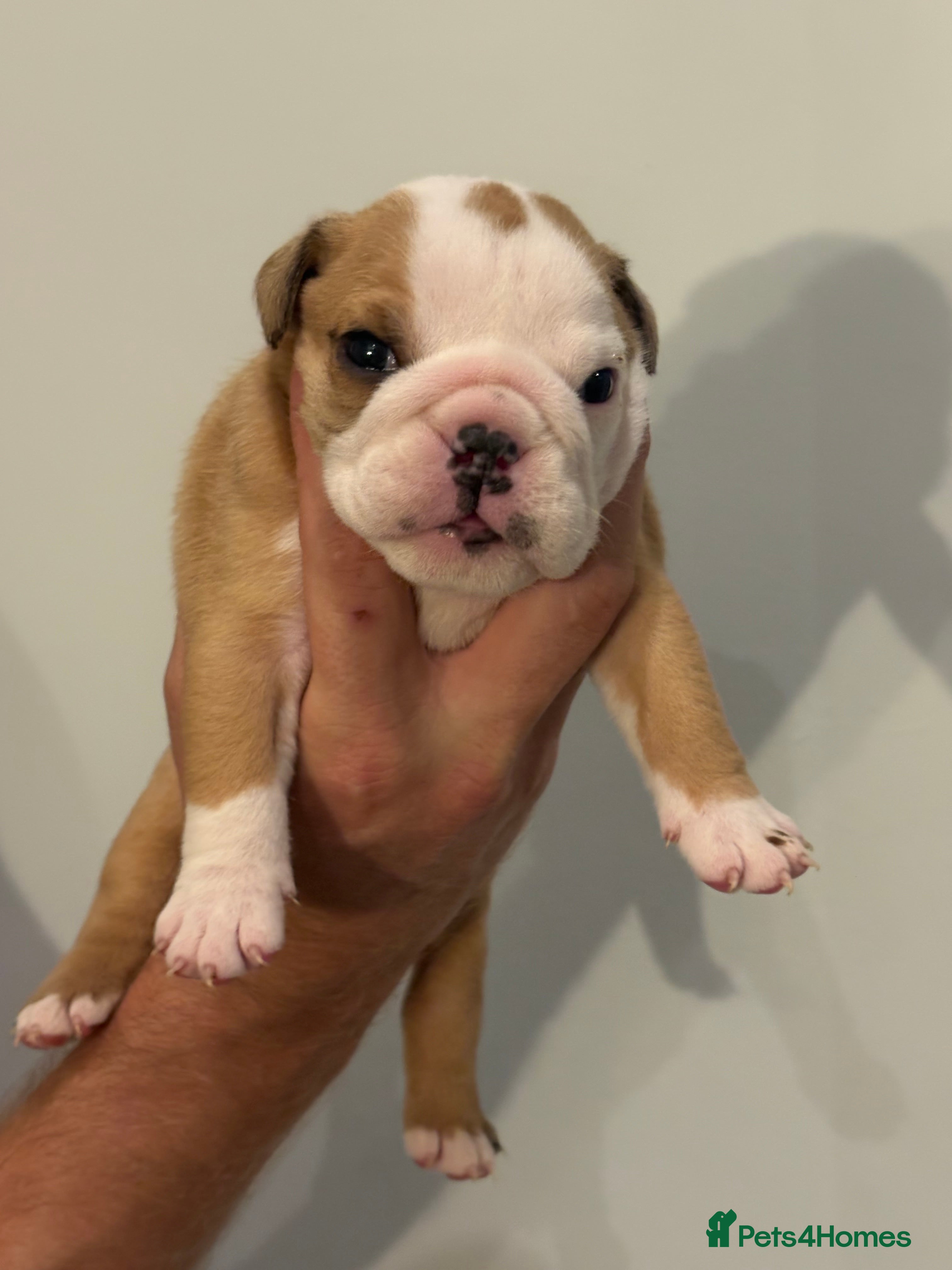 English Bulldog dogs Health tested Kc traditional red & white bulldogs - Advert 2