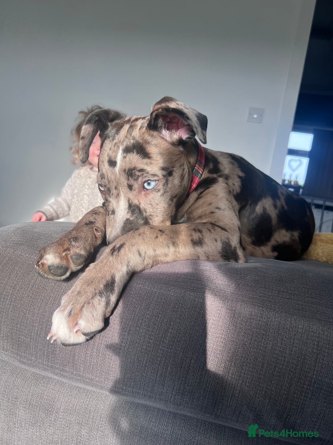 Mixed Breed dogs for sale: Mixed Breed merl Girl - Advert 8