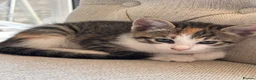 Mixed Breed cats for sale: 4 amazing coloured kittens - Advert 22