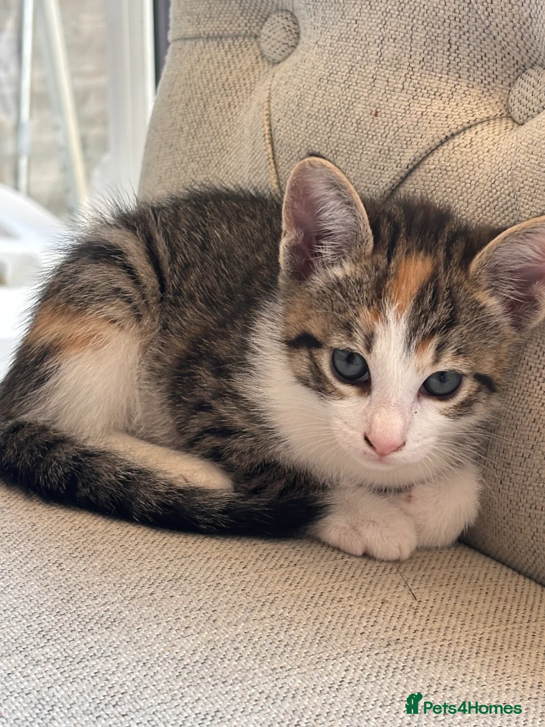 Mixed Breed cats for sale: 4 amazing coloured kittens - Advert 22