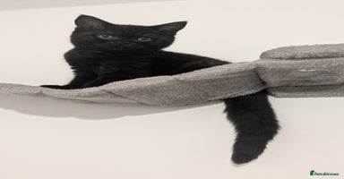 British Shorthair cats - Advert 4