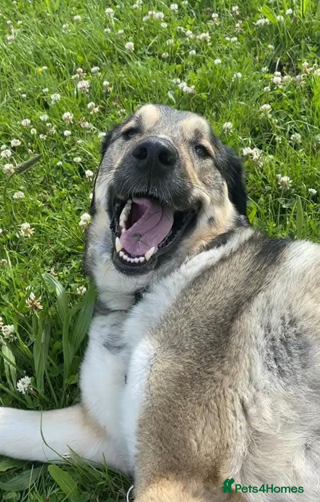 Mixed Breed dogs for adoption: Arthur is looking for a very special home - Image 6