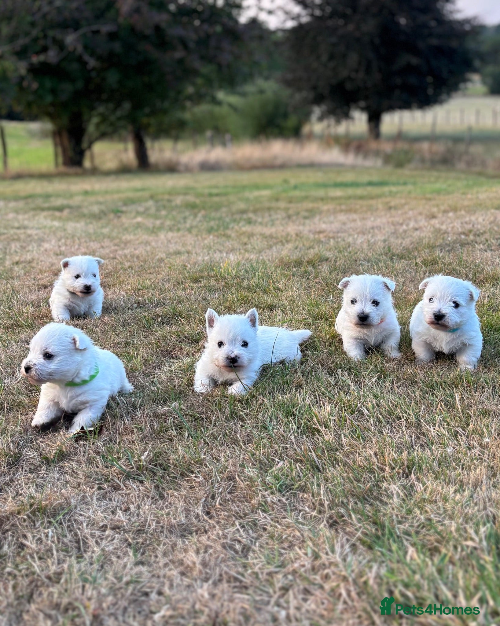 West Highland Terrier dogs 5 Gorgeous KC Registered West Highland Terriers - Advert 1