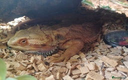 Bearded Dragon reptiles for sale: Bearded dragon with full set up - Image 4