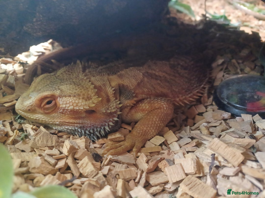 Bearded Dragon reptiles for sale: Bearded dragon with full set up - Image 4