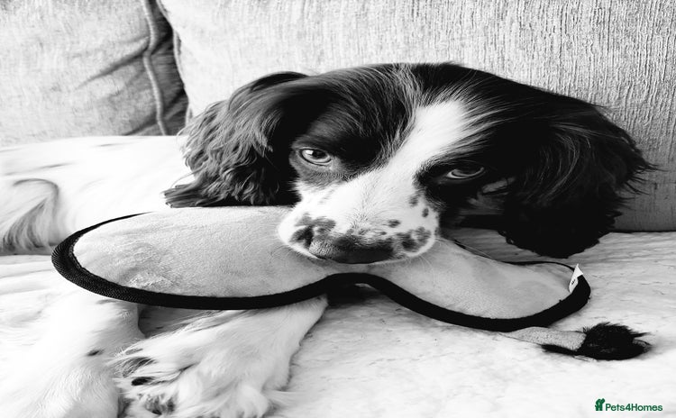 English Springer Spaniel dogs - Advert 7