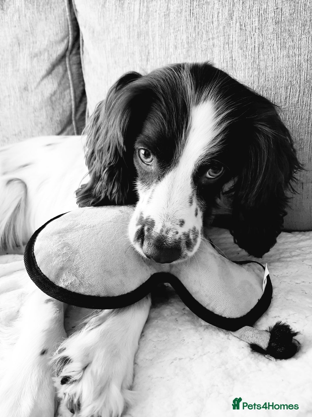 English Springer Spaniel dogs for sale: Beautiful 8 year old sadly for sale - Image 1