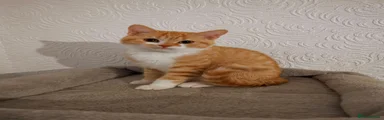 Ginger and white boy