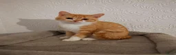 British Shorthair cats for sale: Stunning pedigree British Shorthair kittens - Advert 10