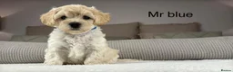 Maltipoo dogs for sale: SEE ALL OUR PUPPIES ON INSTA. OAKWELL RETRIEVERS  - Advert 10