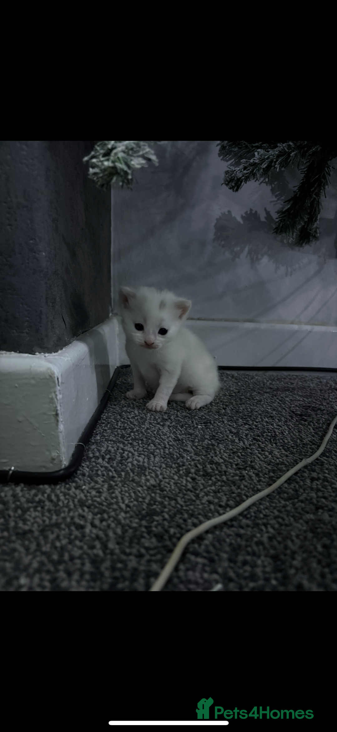 Mixed Breed cats for sale: Litter of 3 kittens for sale  - Advert 5