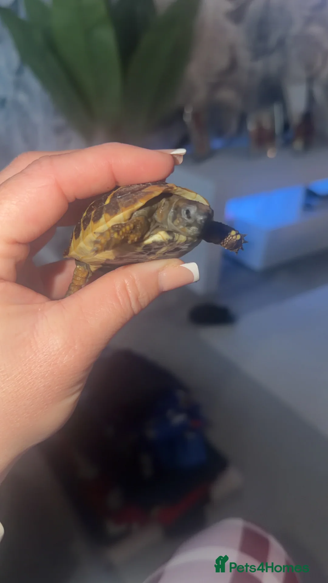 Hermann Tortoise reptiles for sale: Baby Nacho - Advert 2