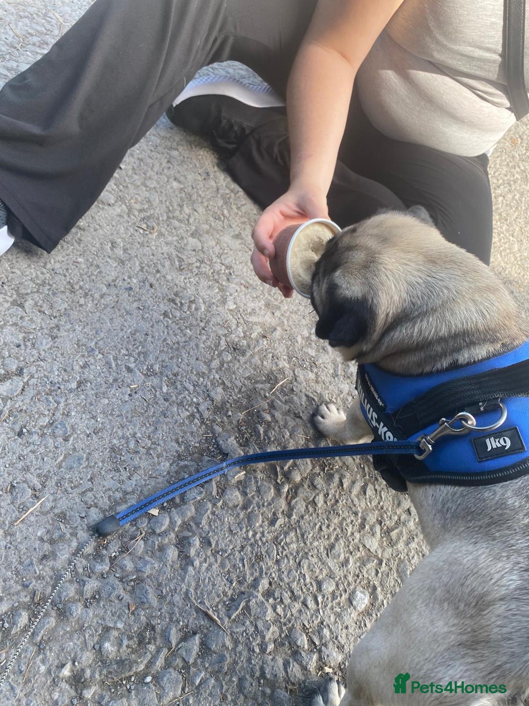 Pug dogs for sale: Basil, 5yr old Pug - Advert 3